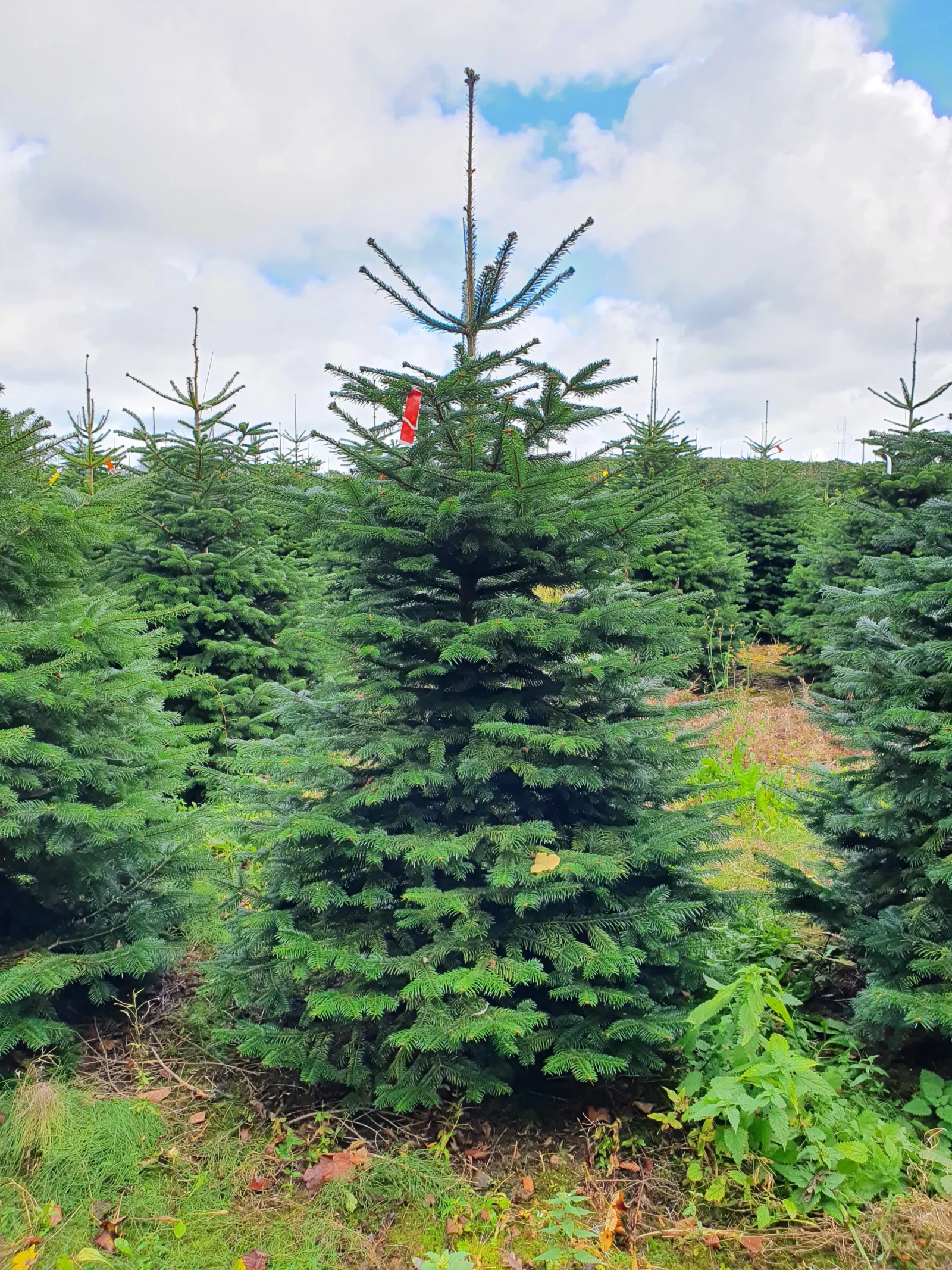 Jodła kaukaska 5755_15 Jodła kaukaska (abies nordmanniana) cięta