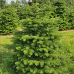 Jodła kaukaska 60749_18 Jodła kaukaska (abies nordmanniana) cięta