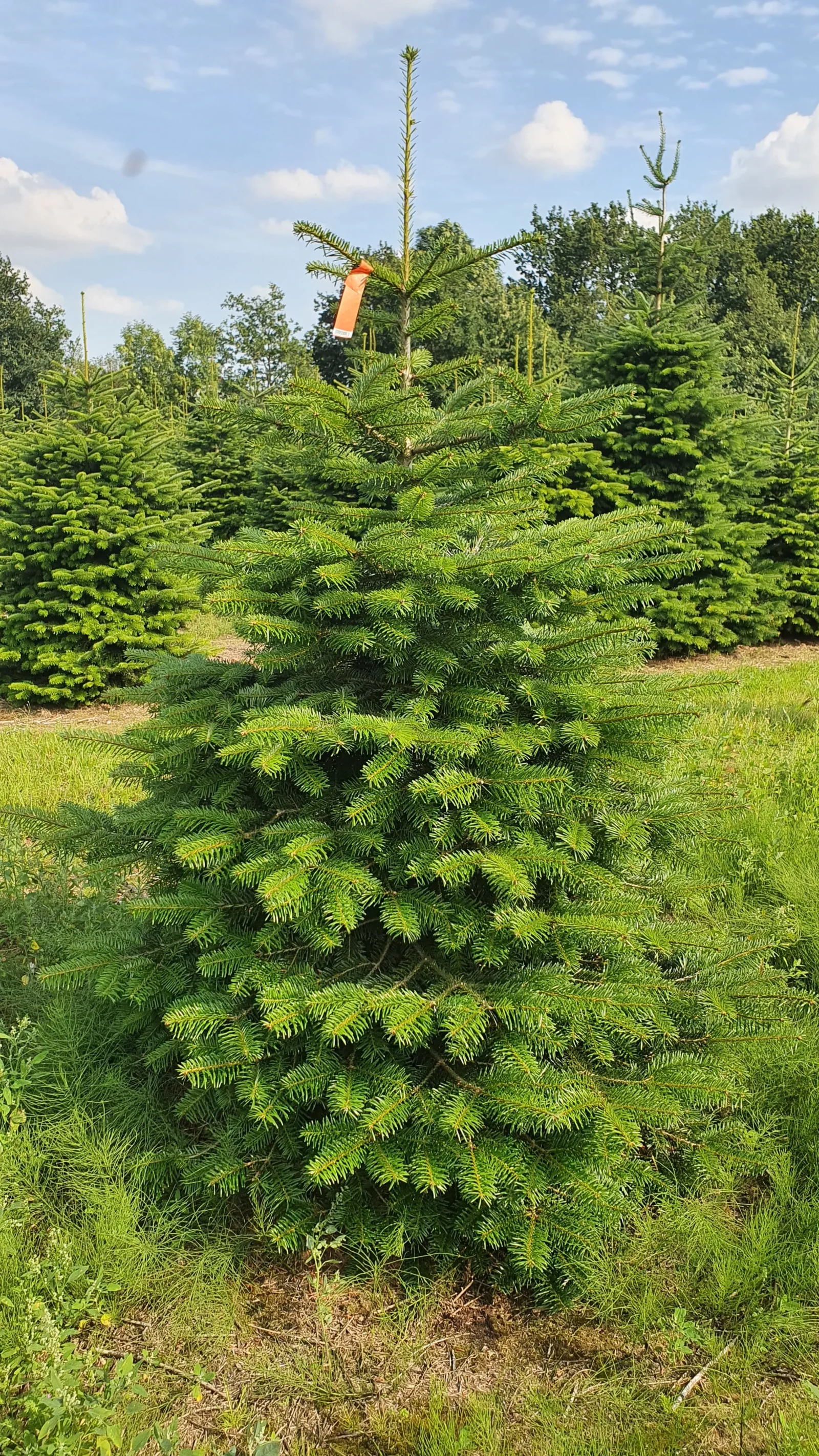 Jodła kaukaska 60749_18 Jodła kaukaska (abies nordmanniana) cięta