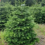 Jodła kaukaska 61212_19 Jodła kaukaska (abies nordmanniana) cięta