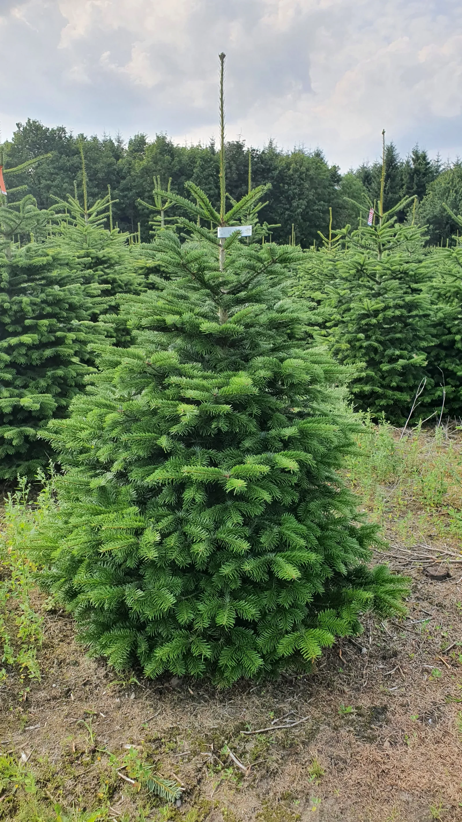 Jodła kaukaska 61212_19 Jodła kaukaska (abies nordmanniana) cięta