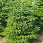 Jodła kaukaska 61942_1 Jodła kaukaska (abies nordmanniana) cięta