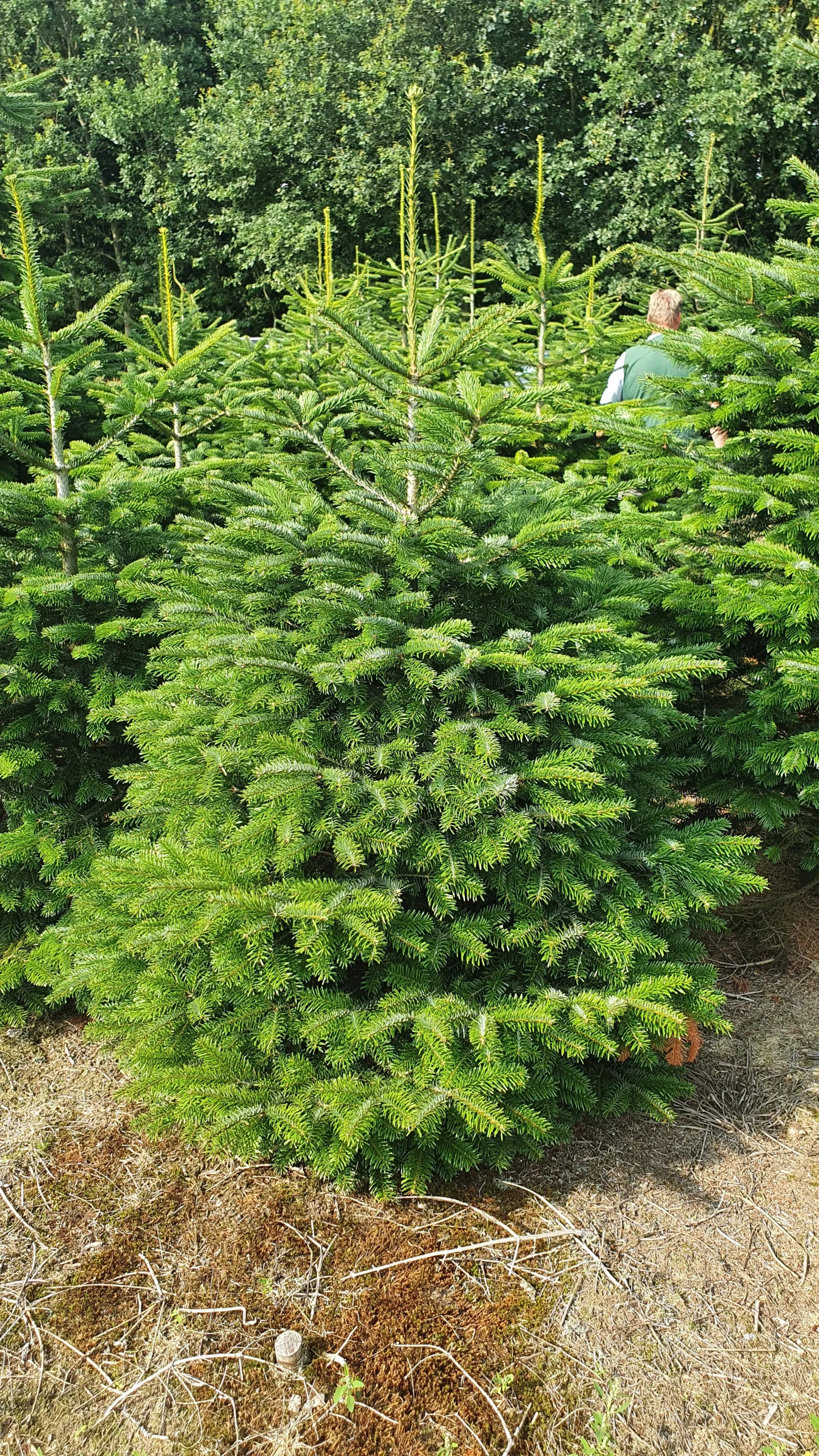 Jodła kaukaska 61942_1 Jodła kaukaska (abies nordmanniana) cięta