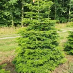 Jodła kaukaska 62013_2 Jodła kaukaska (abies nordmanniana) cięta