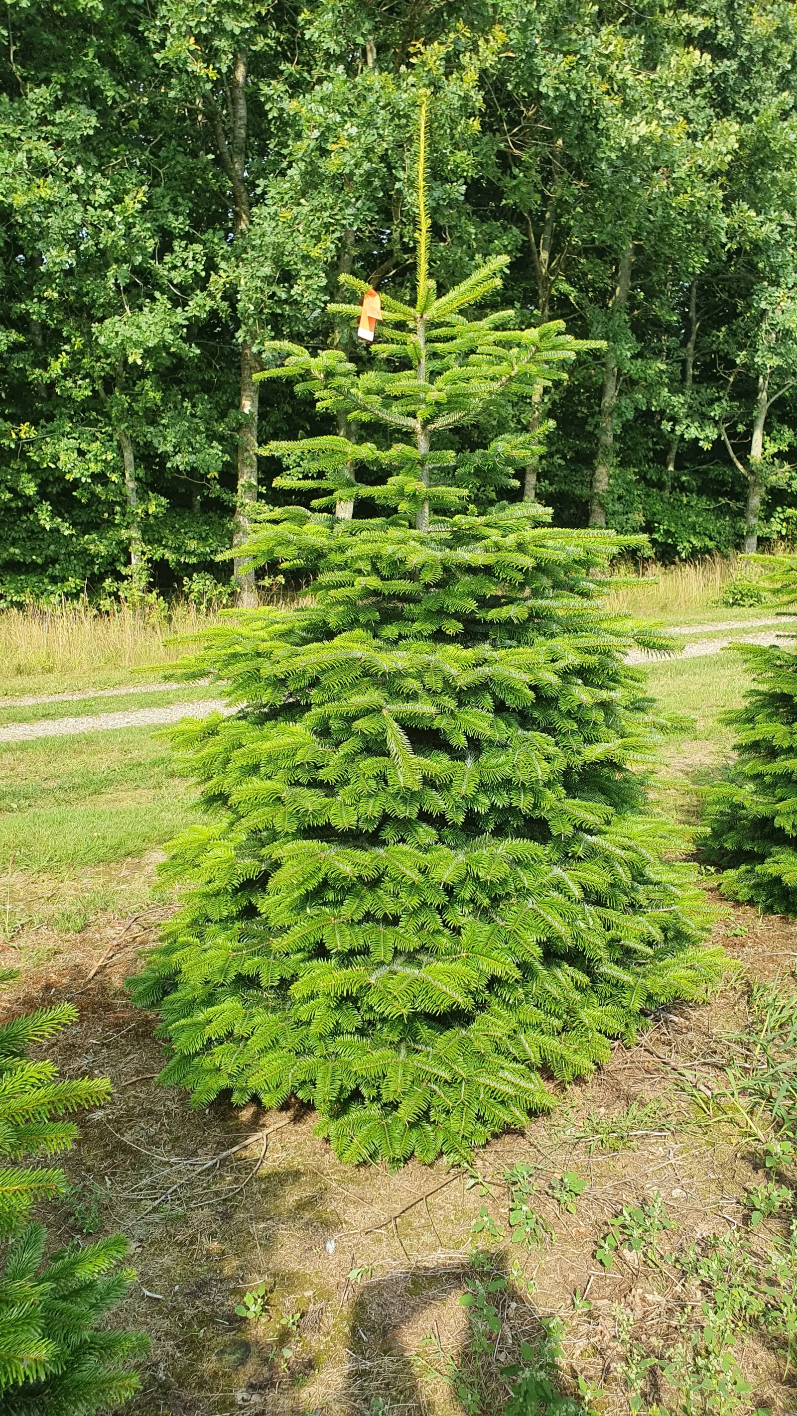 Jodła kaukaska 62013_2 Jodła kaukaska (abies nordmanniana) cięta