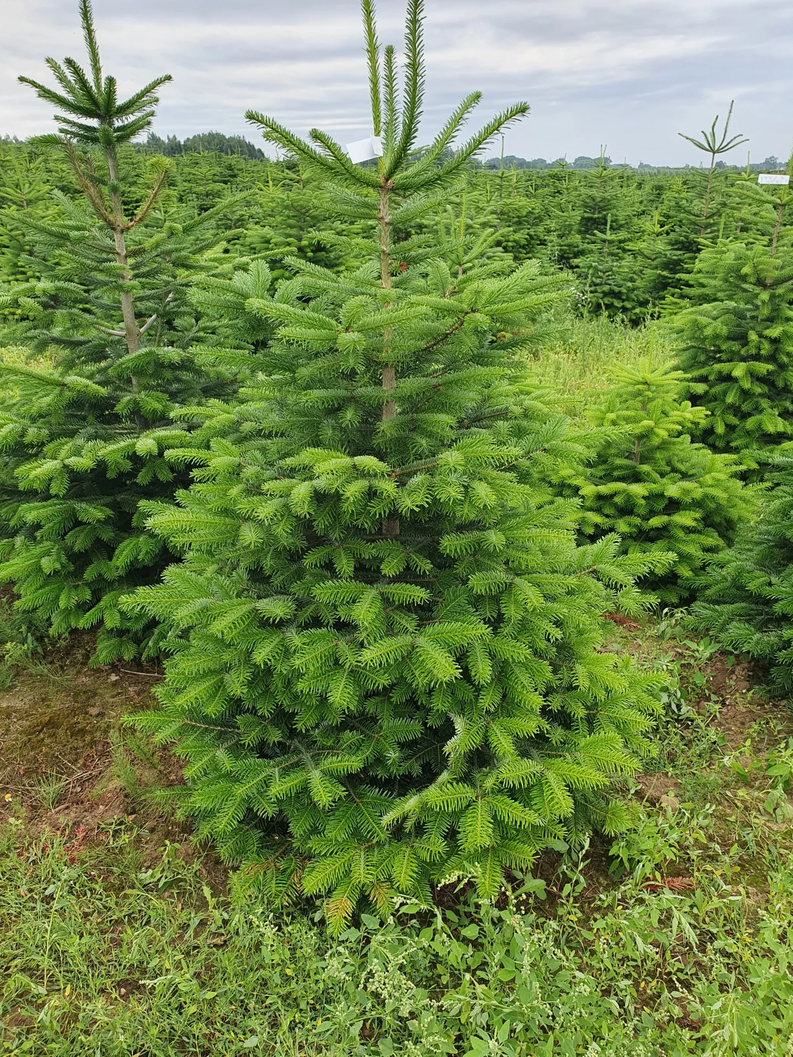 Jodła kaukaska 707095930_10 Jodła kaukaska (abies nordmanniana) cięta