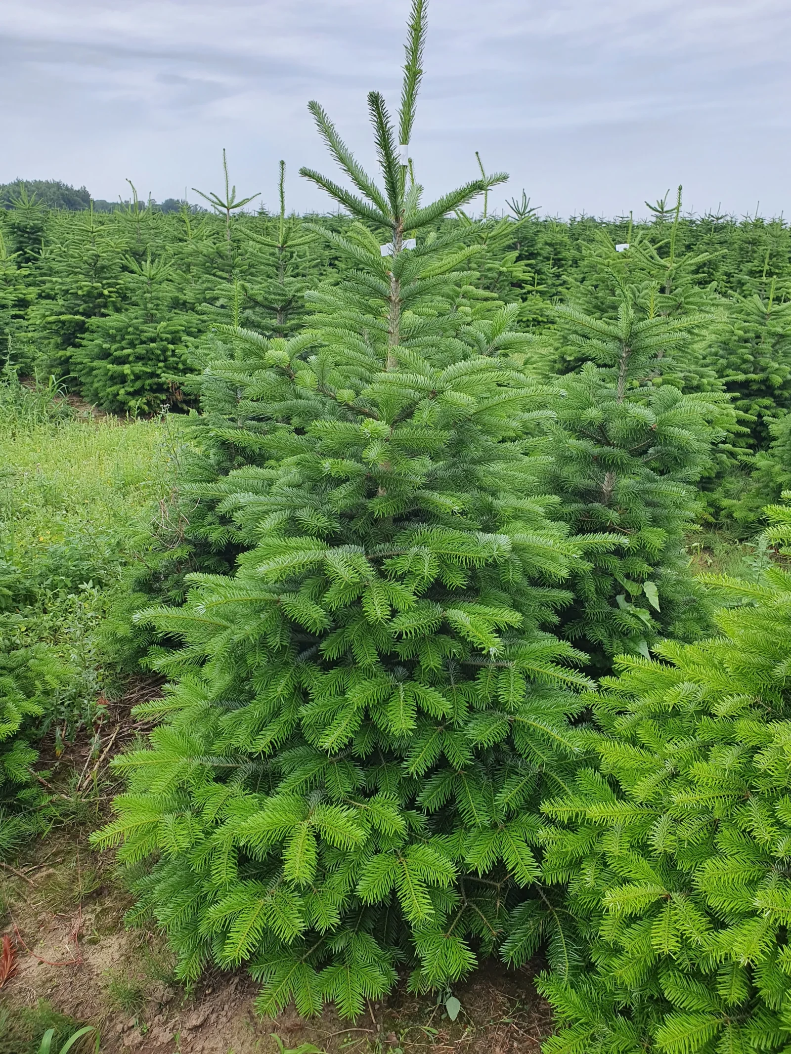 Jodła kaukaska 707101114_11 Jodła kaukaska (abies nordmanniana) cięta