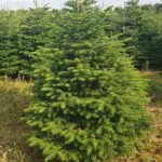 Jodła kaukaska 72032_3 Jodła kaukaska (abies nordmanniana) cięta