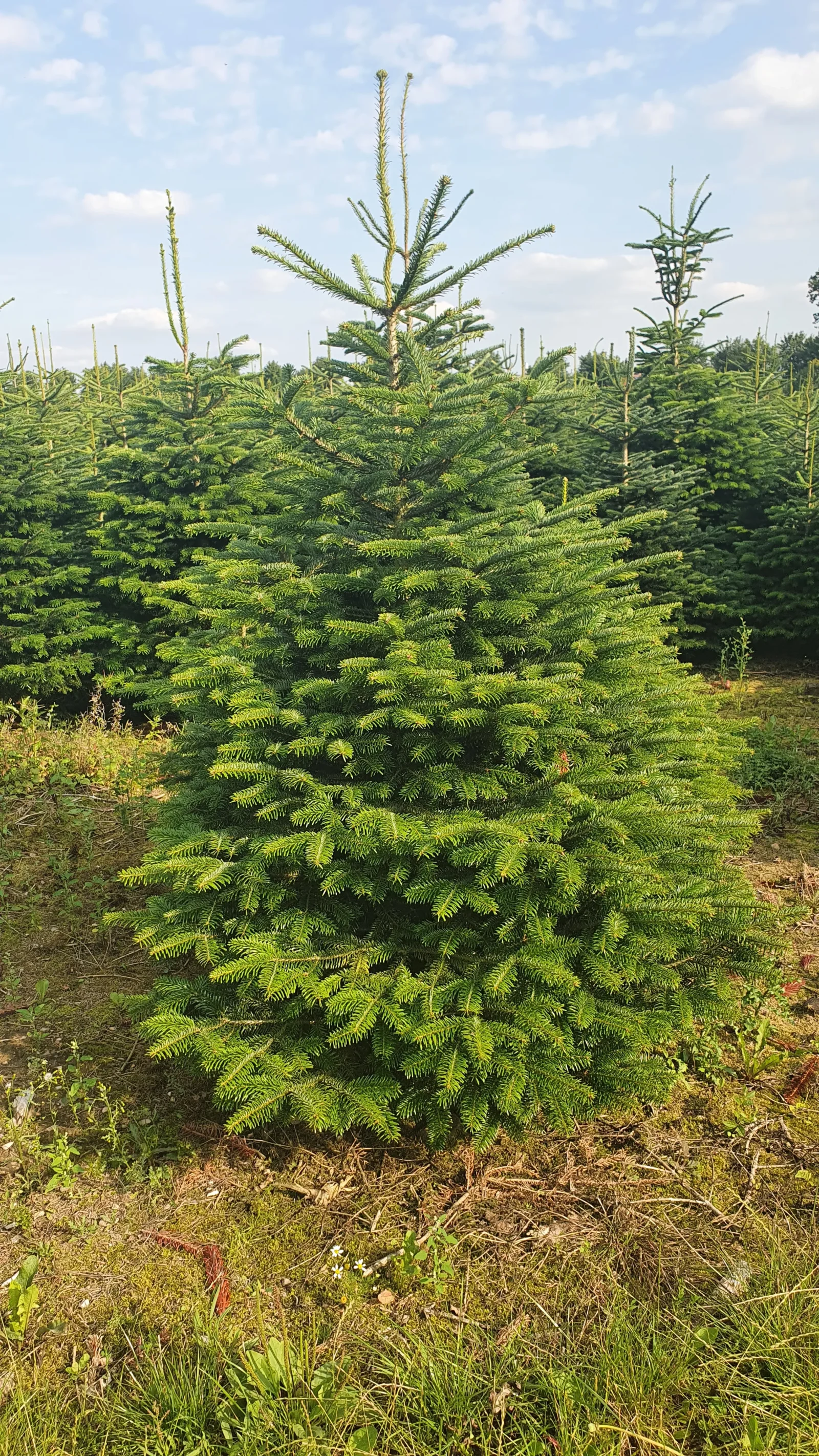 Jodła kaukaska 72032_3 Jodła kaukaska (abies nordmanniana) cięta