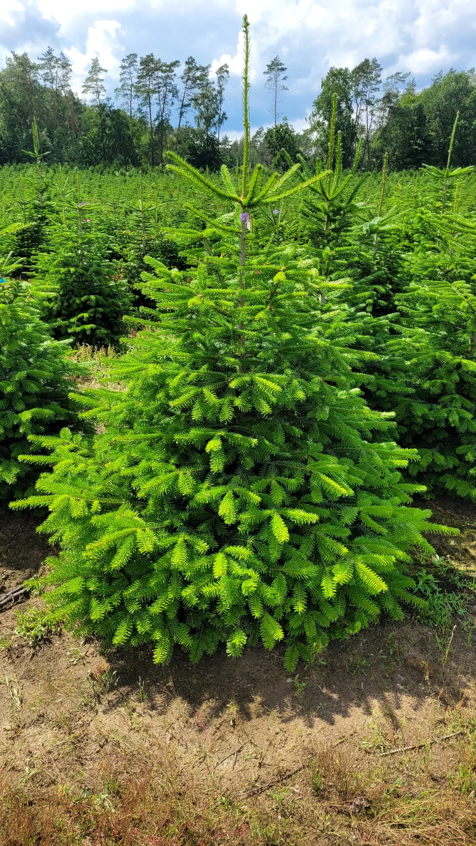 Jodła kaukaska 730132026_13 Jodła kaukaska (abies nordmanniana) cięta