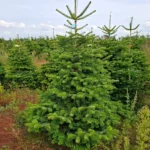 Jodła kaukaska 751_7 Jodła kaukaska (abies nordmanniana) cięta