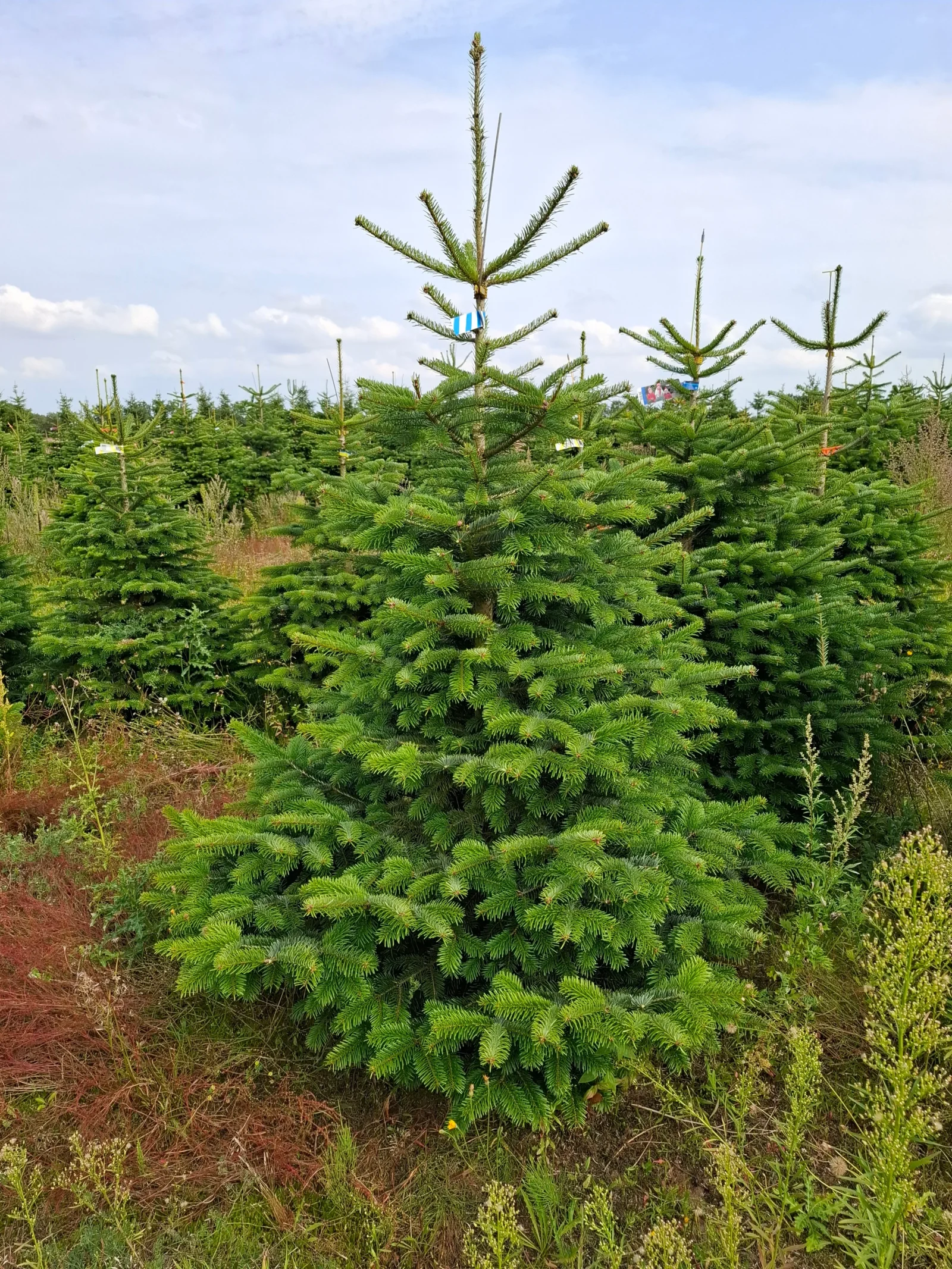 Jodła kaukaska 751_7 Jodła kaukaska (abies nordmanniana) cięta