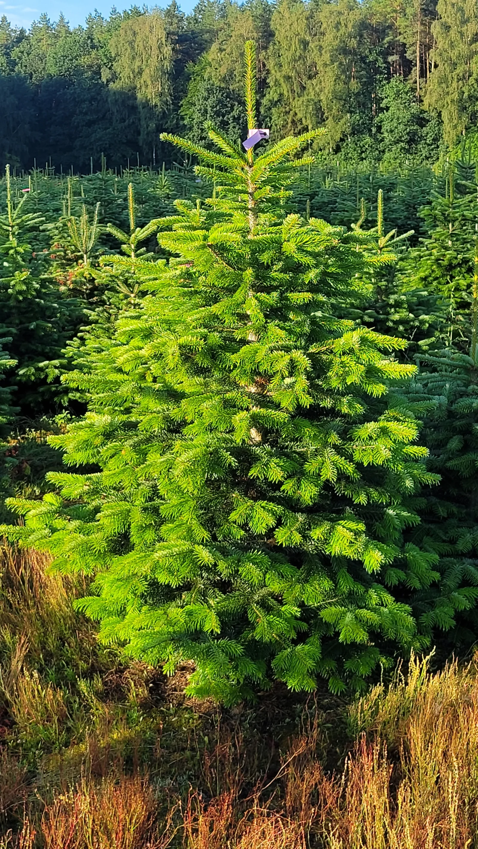 Jodła kaukaska 805065_7 Jodła kaukaska (abies nordmanniana) cięta