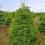 Jodła kaukaska 828_8 Jodła kaukaska (abies nordmanniana) cięta