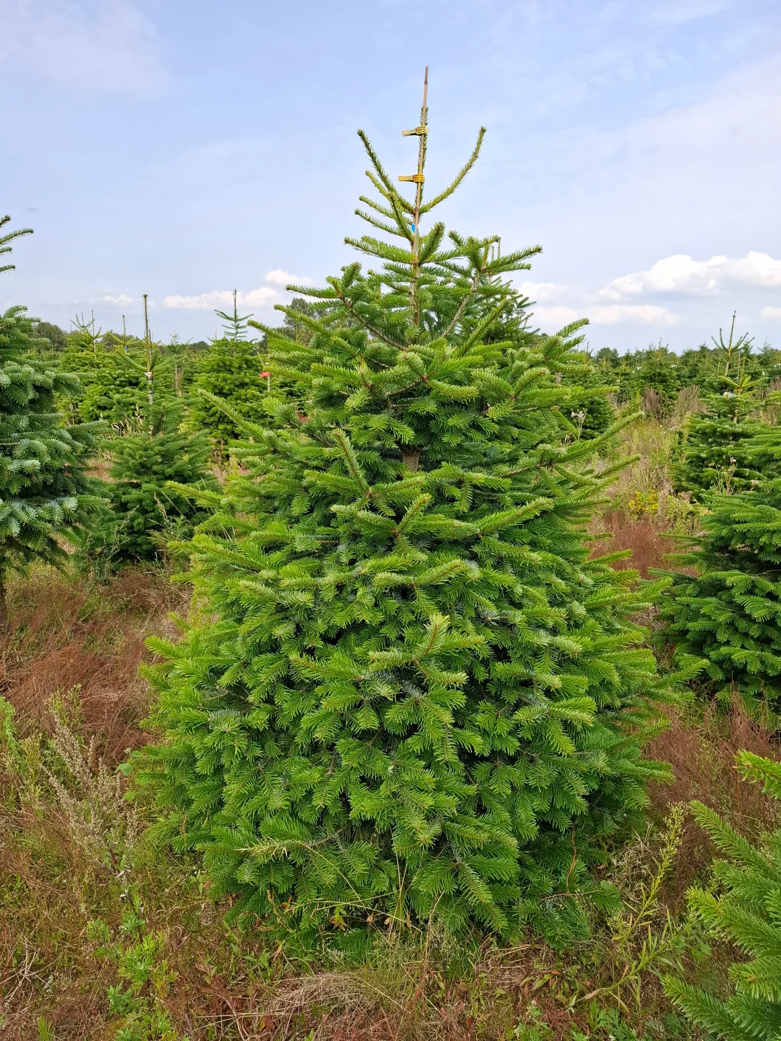 Jodła kaukaska 828_8 Jodła kaukaska (abies nordmanniana) cięta