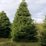 Jodła kaukaska 842445aa7_8 Jodła kaukaska (abies nordmanniana) cięta