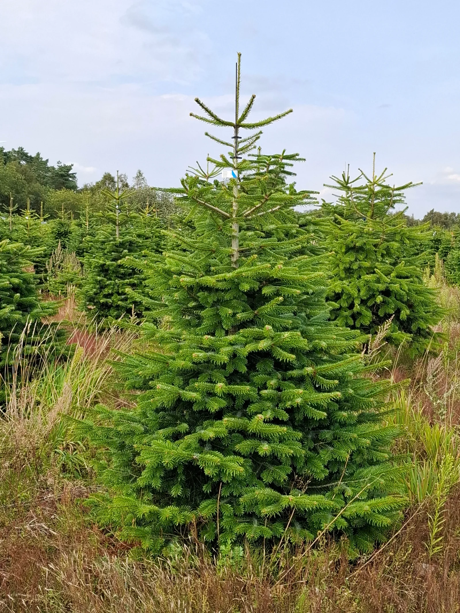 Jodła kaukaska 851_9 Jodła kaukaska (abies nordmanniana) cięta