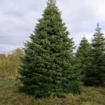 Jodła kaukaska 86291cfbc_4 Jodła kaukaska (abies nordmanniana) cięta