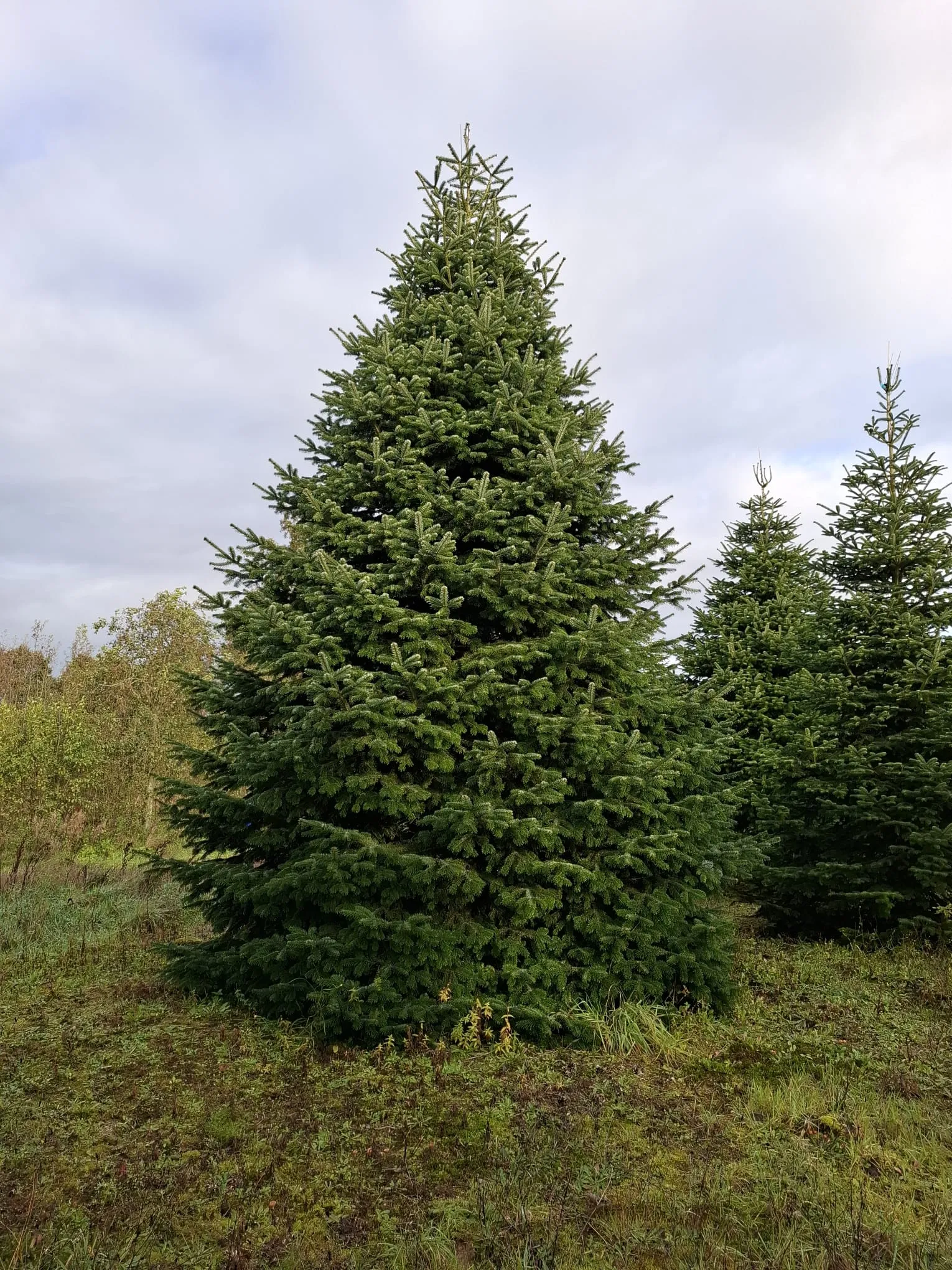 Jodła kaukaska 86291cfbc_4 Jodła kaukaska (abies nordmanniana) cięta
