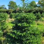 Jodła kaukaska 905124008_14 Jodła kaukaska (abies nordmanniana) cięta