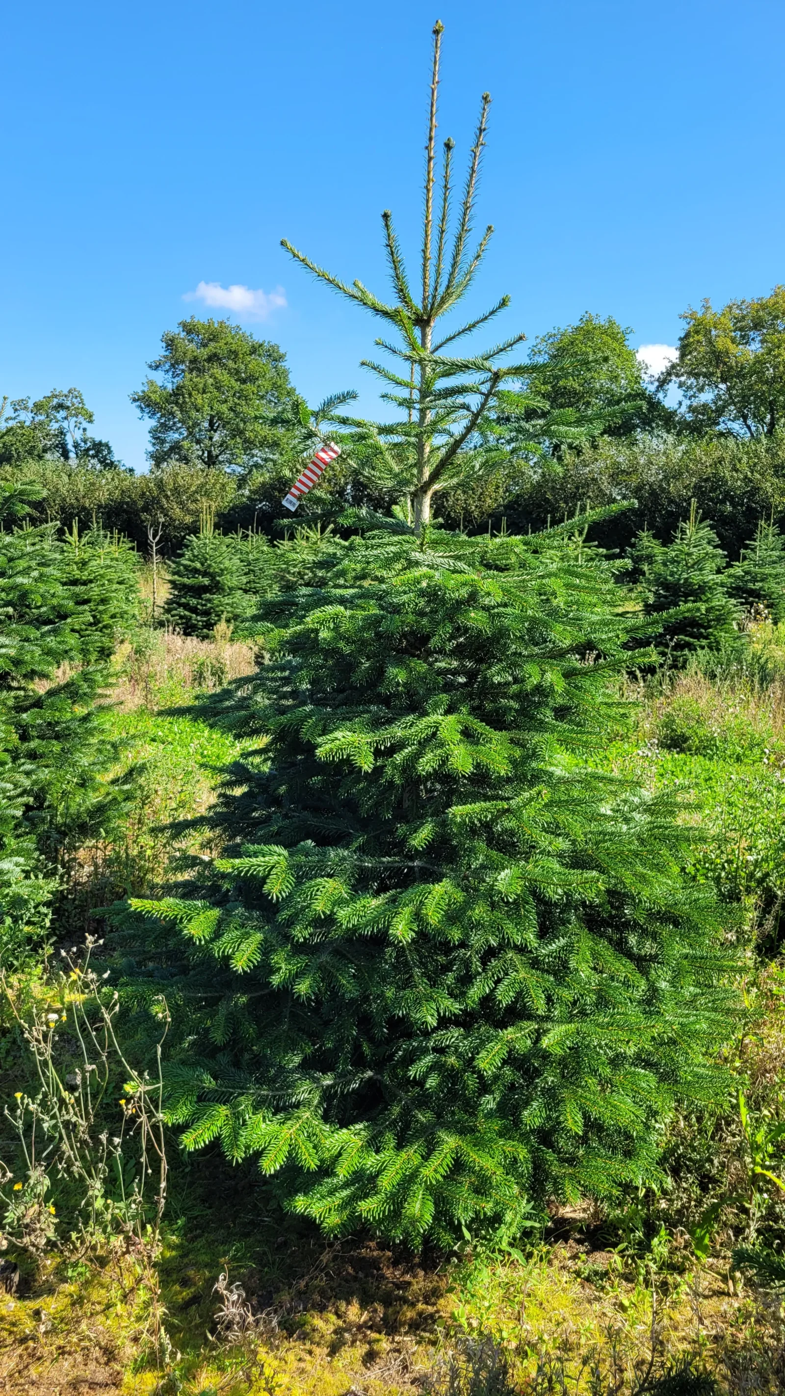 Jodła kaukaska 905124008_14 Jodła kaukaska (abies nordmanniana) cięta