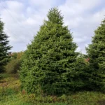 Jodła kaukaska 9873be1dc_16 Jodła kaukaska (abies nordmanniana) cięta