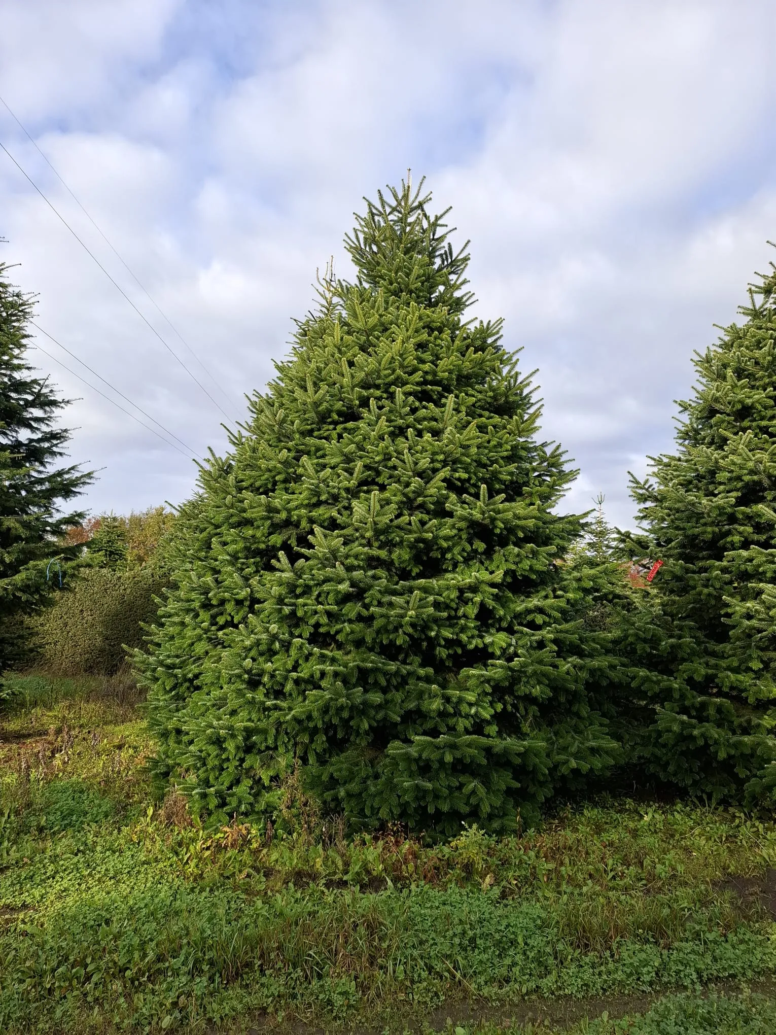 Jodła kaukaska 9873be1dc_16 Jodła kaukaska (abies nordmanniana) cięta