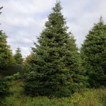 Jodła kaukaska 9ce61e45c_1 Jodła kaukaska (abies nordmanniana) cięta