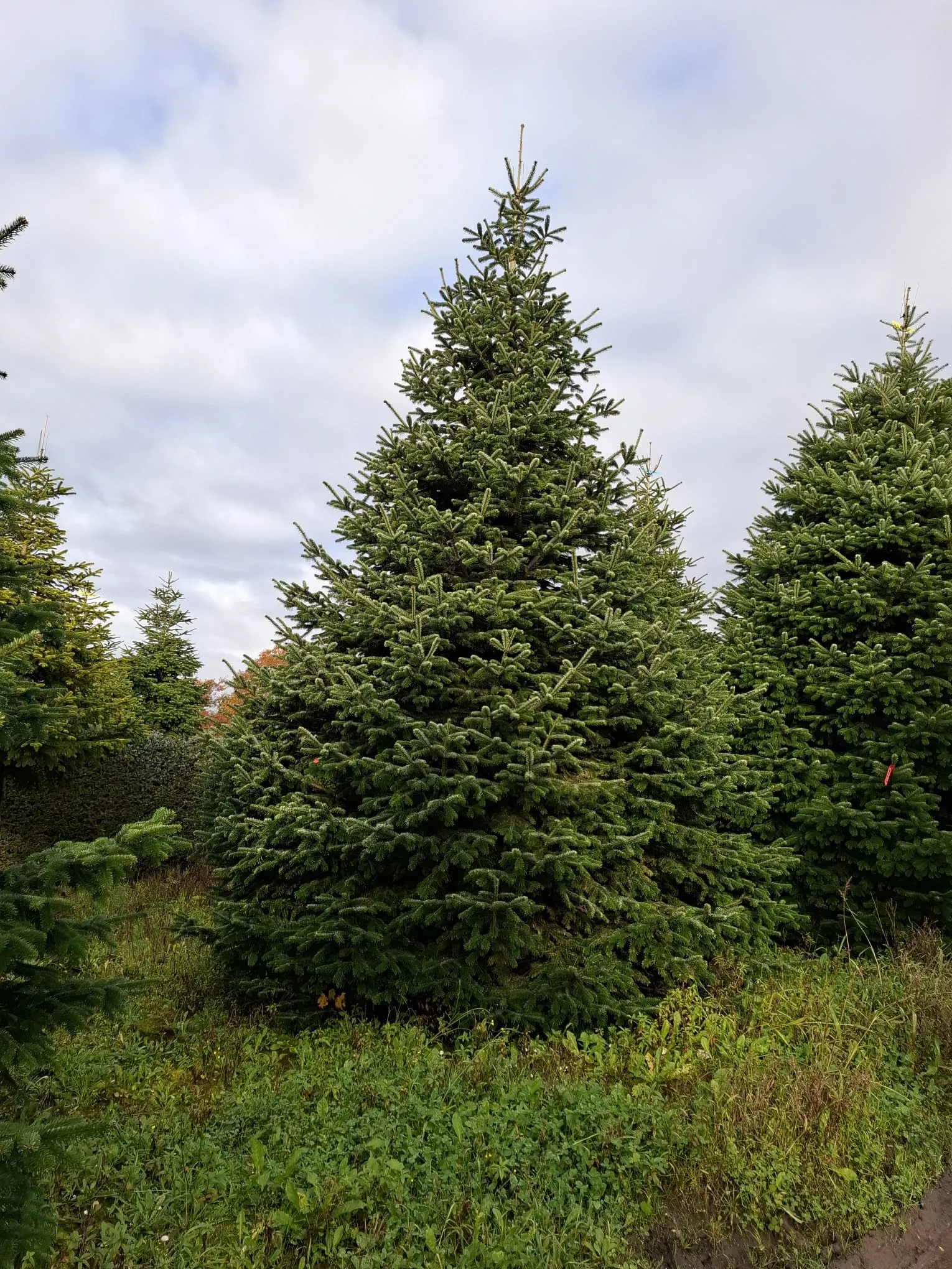 Jodła kaukaska 9ce61e45c_1 Jodła kaukaska (abies nordmanniana) cięta