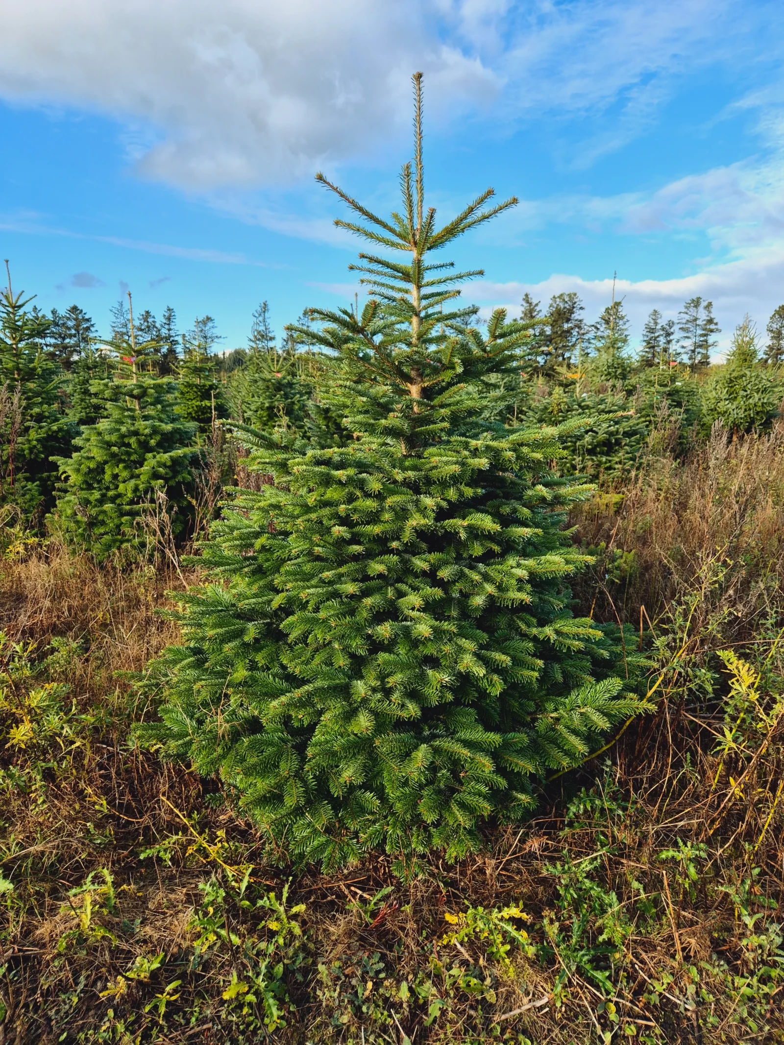 Jodła kaukaska Jens 250 - 300 Green Snow_15 Jodła kaukaska (abies nordmanniana) cięta