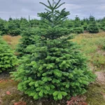 Jodła kaukaska (abies nordmaniana) obsadzona w donicy