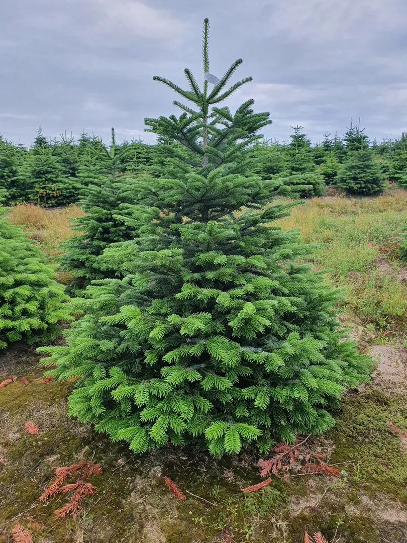 Jodła kaukaska (abies nordmaniana) obsadzona w donicy