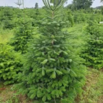 Jodła kaukaska Jodła 2. 150 - 175 cm_16 Jodła kaukaska (abies nordmanniana) cięta