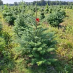 Jodła koreańska (abies koreana) rosnąca w donicy
