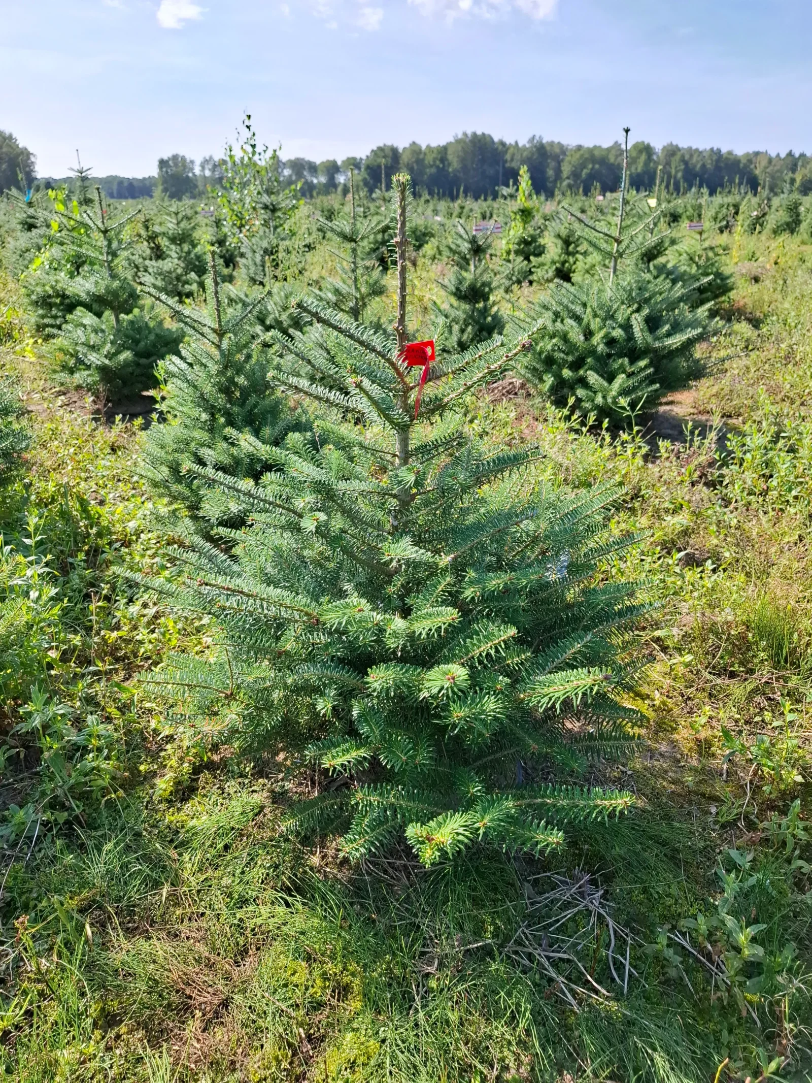 Jodła koreańska (abies koreana) rosnąca w donicy