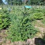 Jodła koreańska (abies koreana) rosnąca w donicy