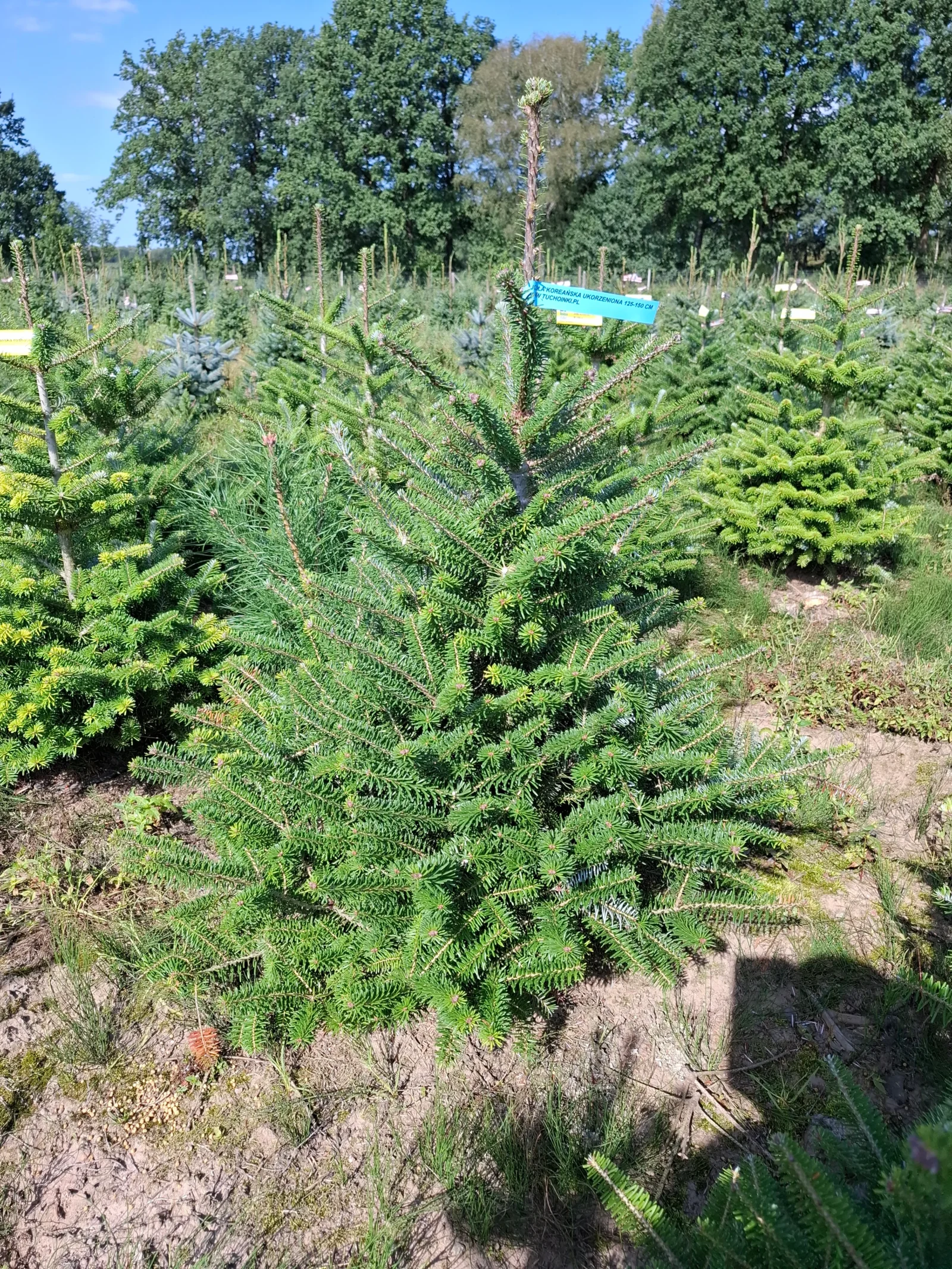 Jodła koreańska (abies koreana) rosnąca w donicy