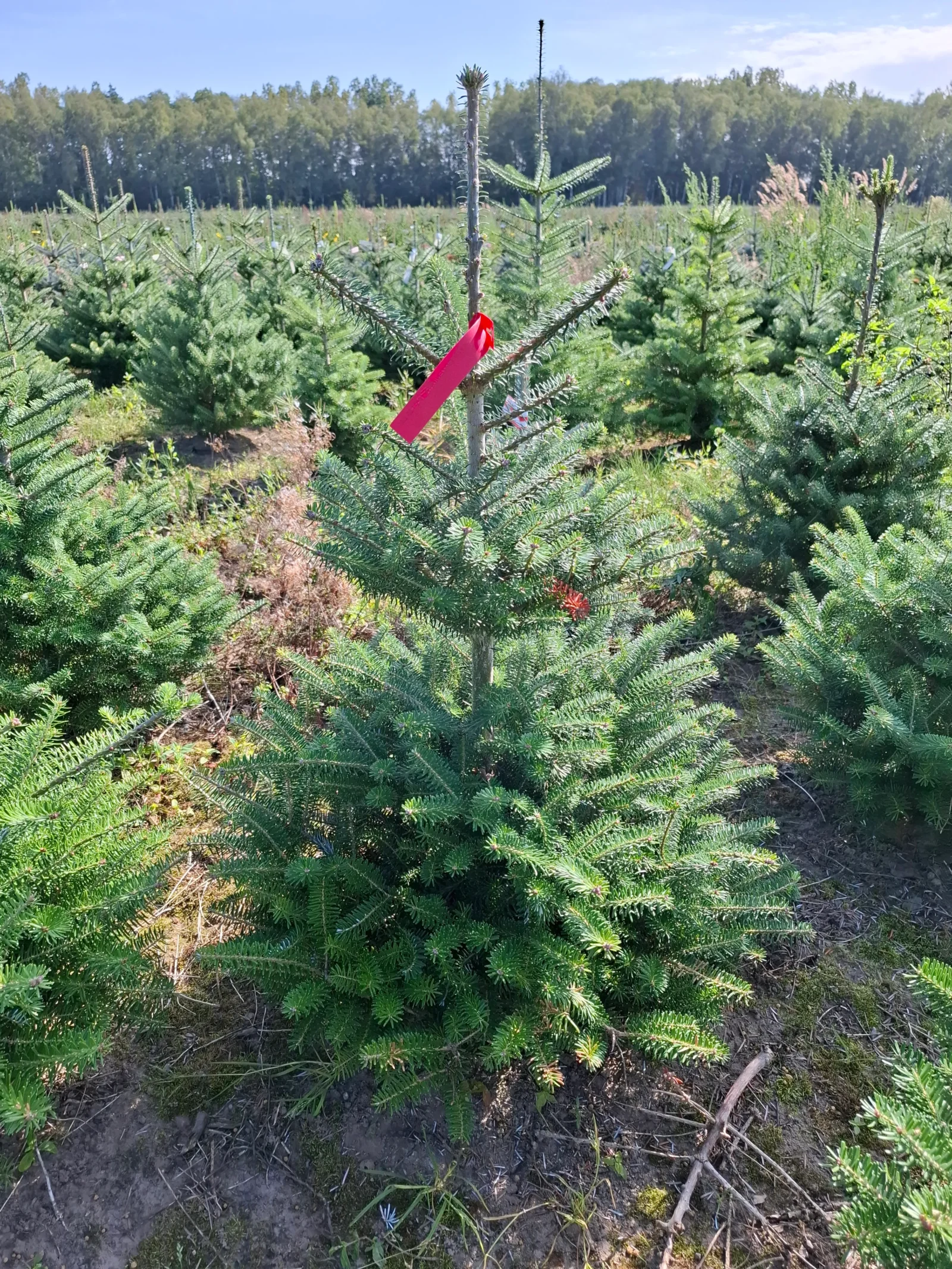 Jodła koreańska (abies koreana) rosnąca w donicy
