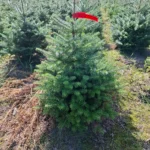 Jodła koreańska (abies koreana) rosnąca w donicy