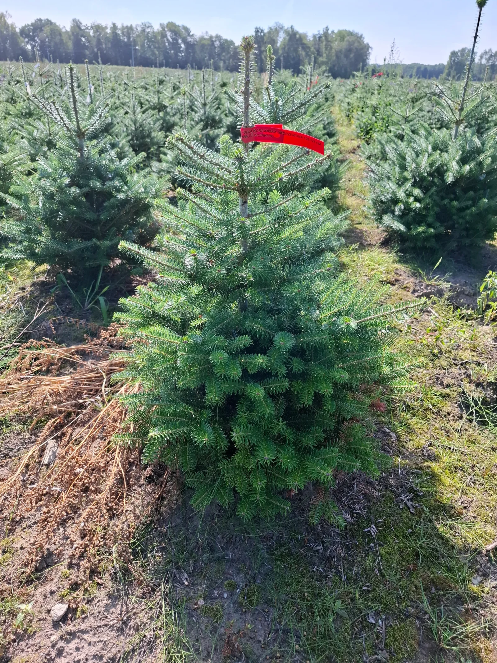 Jodła koreańska (abies koreana) rosnąca w donicy