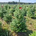 Jodła koreańska (abies koreana) rosnąca w donicy