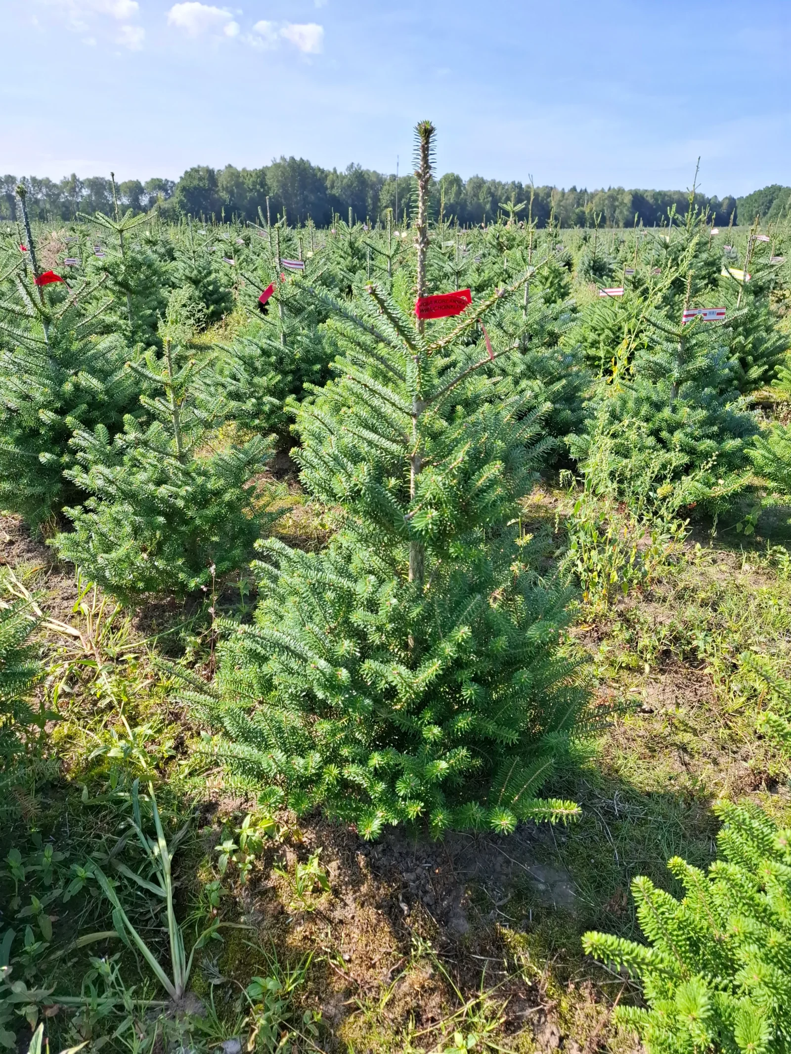 Jodła koreańska (abies koreana) rosnąca w donicy