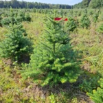 Jodła koreańska (abies koreana) rosnąca w donicy