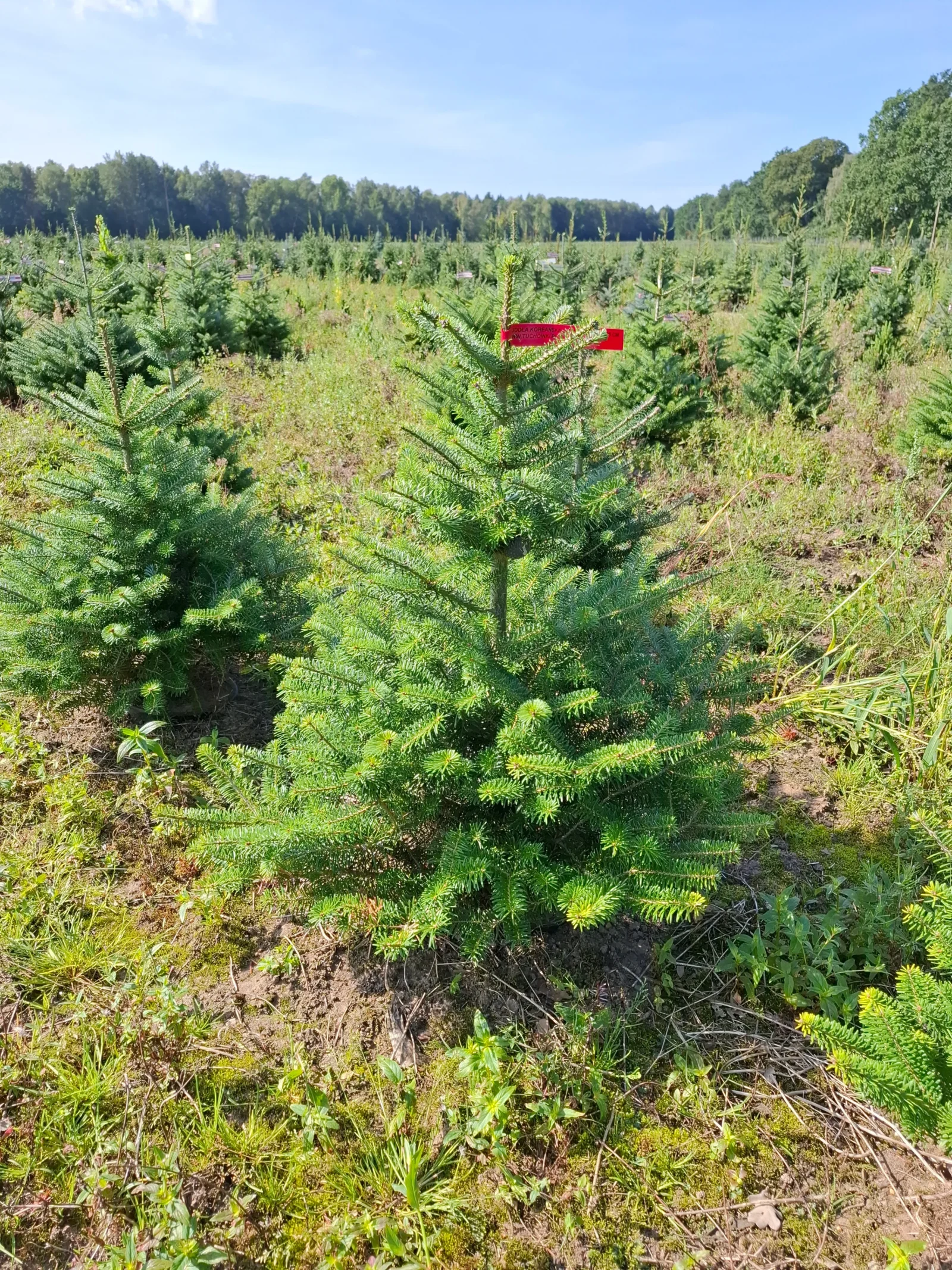 Jodła koreańska (abies koreana) rosnąca w donicy