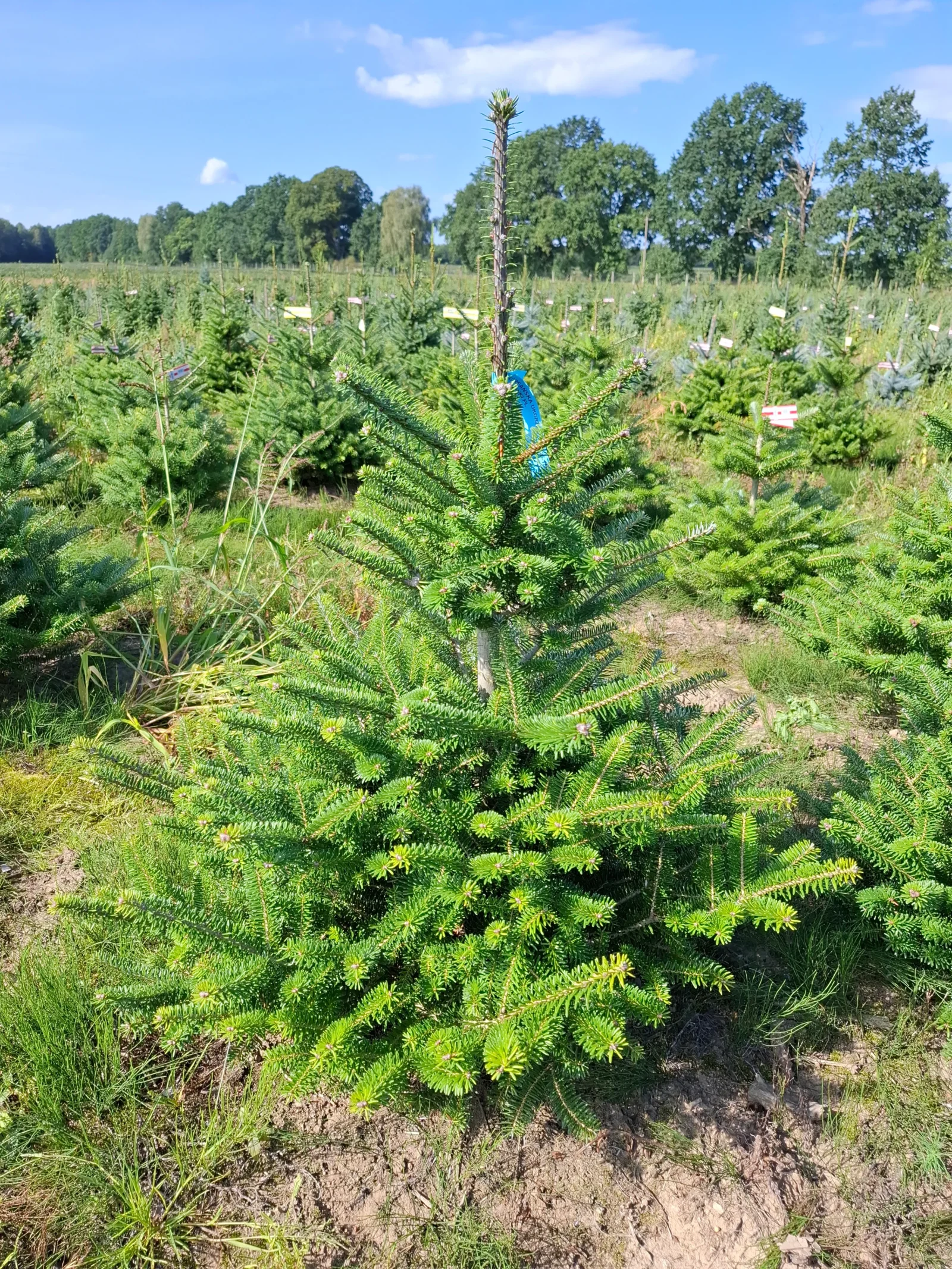 Jodła koreańska (abies koreana) rosnąca w donicy