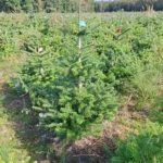 Jodła koreańska (abies koreana) rosnąca w donicy