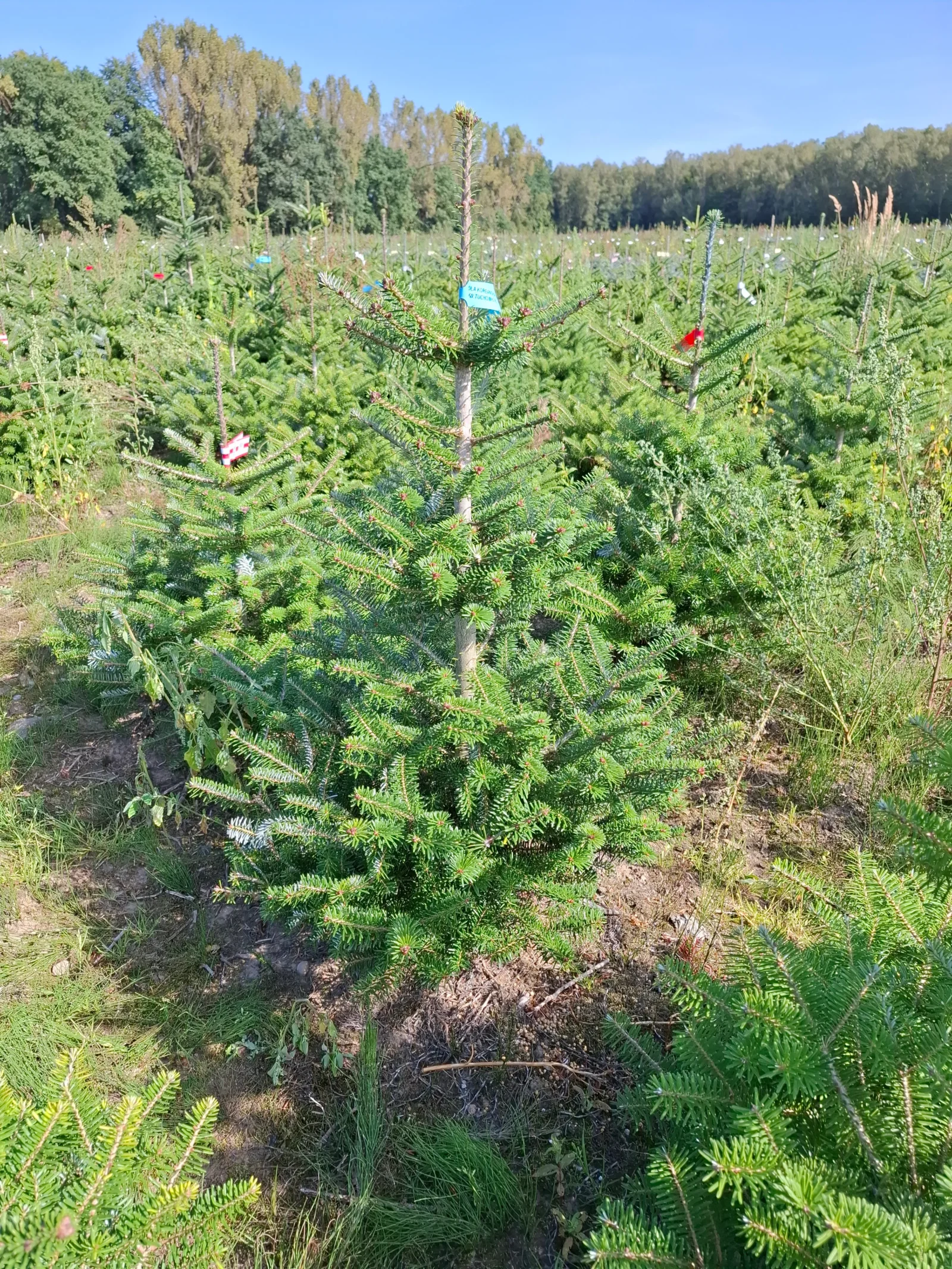 Jodła koreańska (abies koreana) rosnąca w donicy