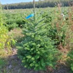 Jodła koreańska (abies koreana) rosnąca w donicy