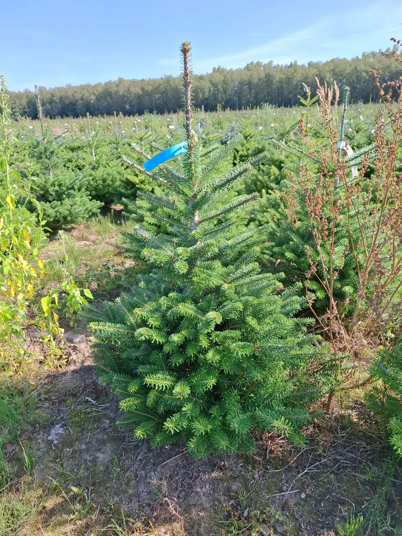 Jodła koreańska (abies koreana) rosnąca w donicy