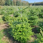 Jodła koreańska (abies koreana) rosnąca w donicy